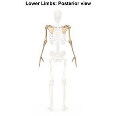 Upper limbs posterior view