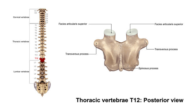 Thoracic vertebrae T12_Posterior view