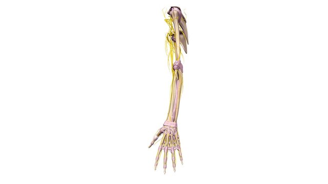 Upper limbs with ligaments and nerves lateral view