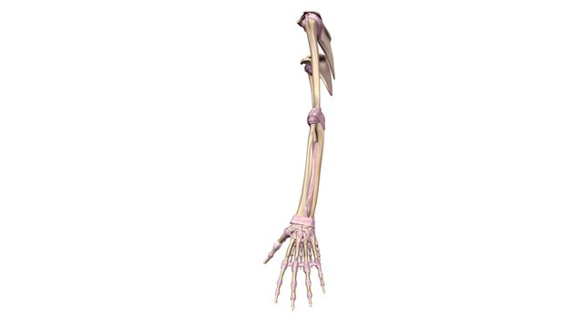 Upper limbs with ligaments lateral view