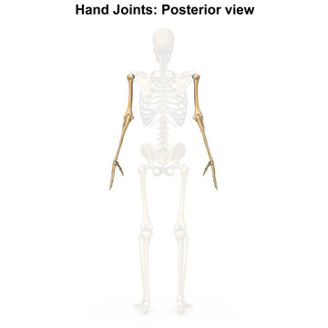 Upper limbs posterior