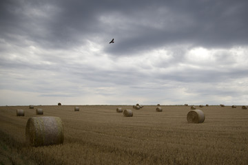 große, runde Strohballen auf Feld vor gewittrigem Himmel