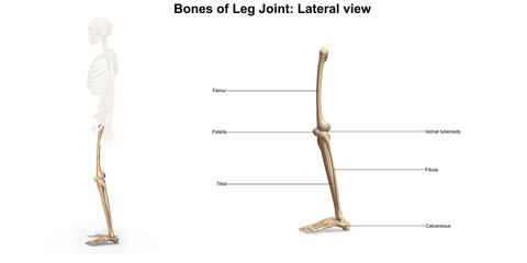 Lower limbs_Lateral view