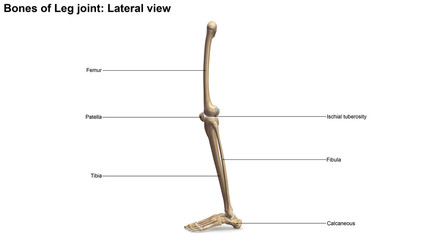 Lower Limbs Lateral view