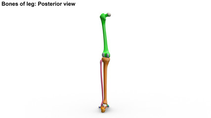 Bones of leg Joints_Posterior view
