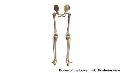 Skeleton_Lower limb_Posterior view