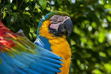 Macaw