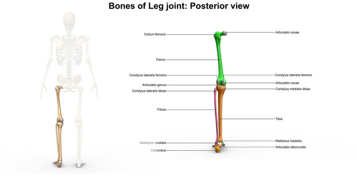 Bones of leg Joints_Posterior view