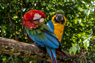Macaw