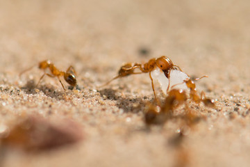 Ants work together to help food.