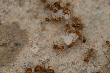 Ants work together to help food.