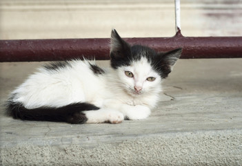 Black and white kitten sitting on balcony