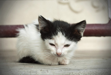 Black and white kitten sitting on balcony