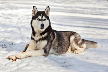 Dog breed Siberian Husky lying in the snow with  a stick