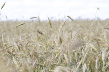 Golden wheat field background