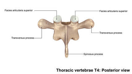 Thoracic vertebrae T4_Posterior view