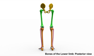 Skeleton_Lower limb_Posterior view