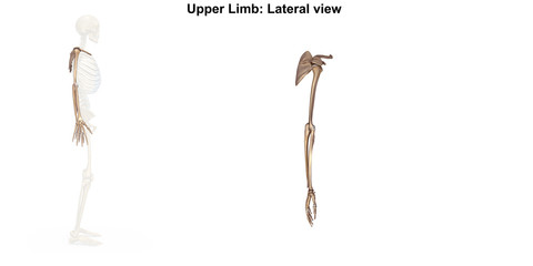 Bones of the upper limb_Lateral view