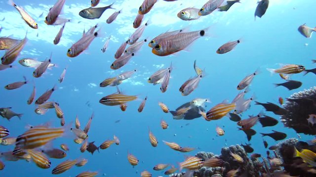 Slender cardinalfish Rhabdamia gracilis swimming underwater in Egypt