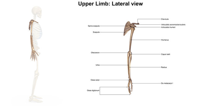 Bones of the upper limb_Lateral view