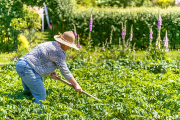 Woman farmer working on field of potatoes, organic farming and summer gardening concept