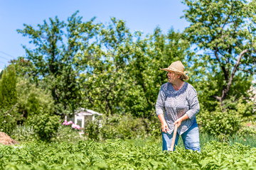 Woman in the garden, farming potatoes in organic farm, work on field or summer gardening