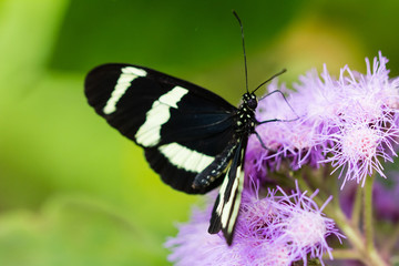 butterfly in closeup