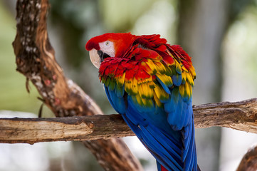 Macaw
