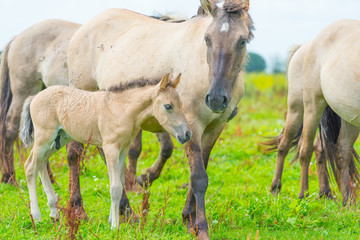 Feral horses in sunlight in a field  in summer