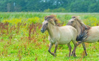 Obraz na płótnie Canvas Feral horses in sunlight in a field in summer