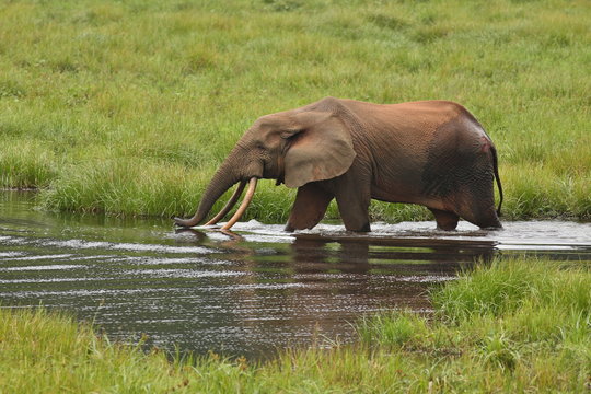 African forest elephant in the nature habitat of agreen meadow and water. The Elephant Forest,Loxodonta cyclotis is a small species of elephant living in the tropical rainforest of West Africa.