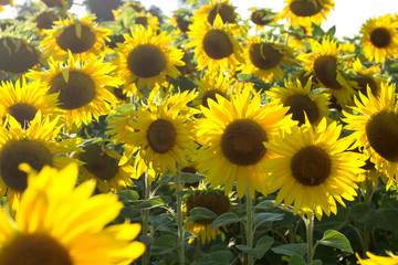 Fototapeta na wymiar Field of bright yellow sunflowers, summer harvest time