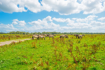 Feral horses in sunlight in a field  in summer