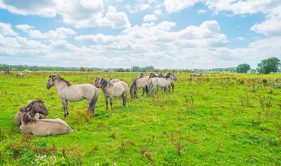 Feral horses in sunlight in a field  in summer © Naj