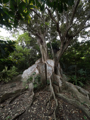 サキシマスオウノキ