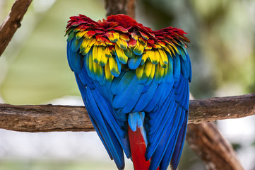 Macaw