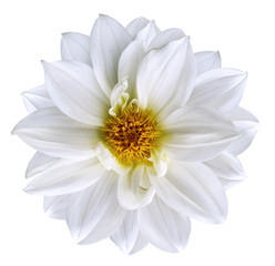 White flower on  isolated white isolated background with clipping path.  Closeup. Beautiful  snow-white flower for design. Dahlia. Nature.