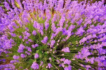 Obraz premium Close-up of flowering lavender.