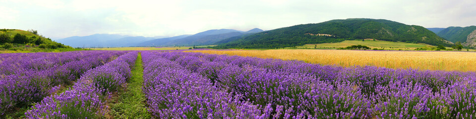 Fototapeta na wymiar Panorama at the foot of the Balkan Mountains. Lavender bloom levels. Near Kazanlak, Bulgaria soil and climate are excellent for lavender growing.