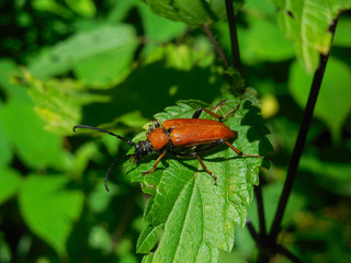 Big red beetle (female red-brown longhorn beetle Stictoleptura rubra) sitting on the plant. Macro photo. Side view
