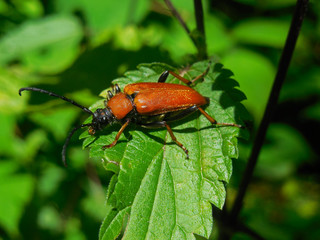 Big red beetle (female red-brown longhorn beetle Stictoleptura rubra) sitting on the plant. Macro photo. Side view