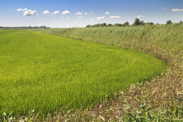 Rural landscape of green ripening field with dry wheat at the edge