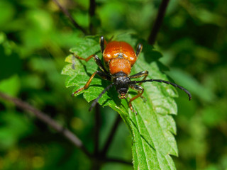 Big red beetle (female red-brown longhorn beetle Stictoleptura rubra) sitting on the plant. Macro photo. Front view
