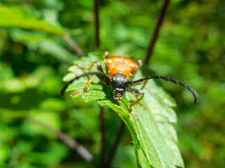 Big red beetle (female red-brown longhorn beetle Stictoleptura rubra) sitting on the plant. Macro photo. Front view