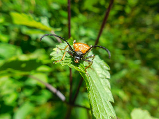 Big red beetle (female red-brown longhorn beetle Stictoleptura rubra) sitting on the plant. Macro photo. Front view