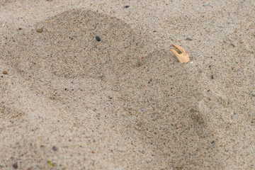 Krebsschere im Sand Fußabdruck eines Strandes