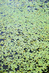 Green carpet from lot of plants with round leaves floating on water surface as background top view