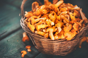 Raw wild chanterelles mushrooms in a basket over old rustic background