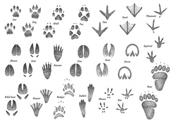 Animal footprint collection illustration, drawing, engraving, ink, line art, vector - 166686307