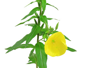 Nachtkerze (Oenothera biennis) blühende Pflanze vor weißem Hintergrund